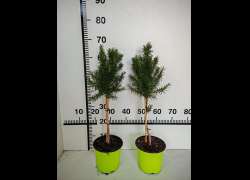 ROSMARINUS OFF. COPA 2 LT.  