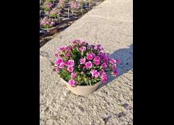 DIANTHUS PINK KISSES T.21