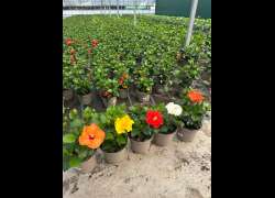 HIBISCUS M.19 P