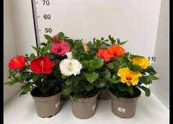 HIBISCUS M.19 P