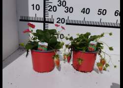 FRAGARIA M.13