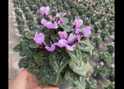 CYCLAMEN DRAGON M.14