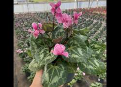 CYCLAMEN PETIT MOULIN M.14