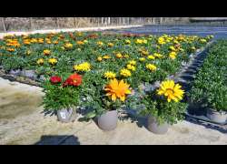 GAZANIA M.13