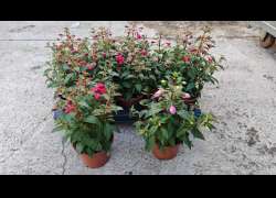 FUCHSIA M.13