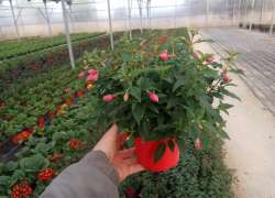 FUCHSIA M.13 T.S.T.