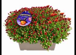 CRISANTHEMO JARDINERA 40 CM HALLOWEEN