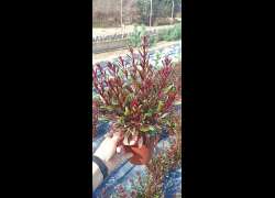 GAURA M.14