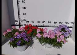 VERBENA T.15
