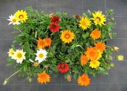 GAZANIA M.11