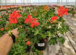 GERANIO REY DEL BALCON M.13