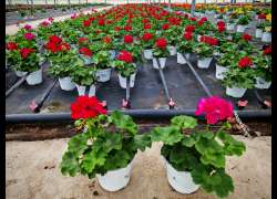 GERANIO INTER.CALIOPE M.14