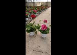 GERANIO INTER.CALIOPE M.14