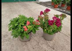 ALSTROEMERIA M.18