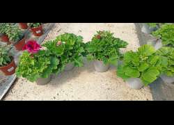 GERANIO GRANDIFLORA C.14