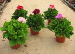 GERANIO GRANDIFLORA C.14