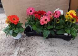 GERBERA M.13 P