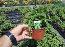 MENTHA HIERBABUENA M.14