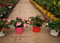 IMPATIENS WALL.FLOR DOBLE M.13