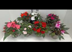 IMPATIENS NUEVA GUINEA BALSAMINA M.13