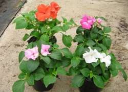 IMPATIENS M.11
