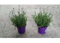 LAVANDULA BLUE SCENT M.14