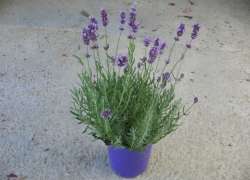 LAVANDULA BLUE SCENT M.14