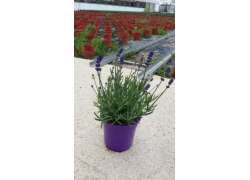 LAVANDULA BLUE SCENT 2,5 LT