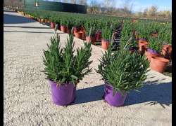 LAVANDULA DENTATA M.14