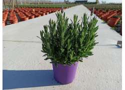 LAVANDULA DENTATA 2,5 LT