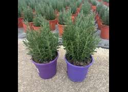 LAVANDULA DENTATA 2,5 LT