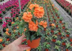 CROSSANDRA M.13 P