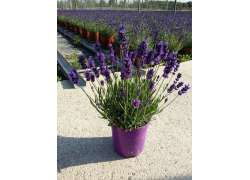 LAVANDULA HIDCOTE BLUE C.14