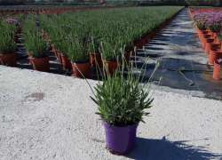 LAVANDULA HIDCOTE BLUE C.14
