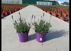 LAVANDULA HIDCOTE BLUE 2,5 LT