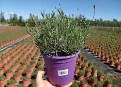 LAVANDULA HIDCOTE BLUE 2,5 LT