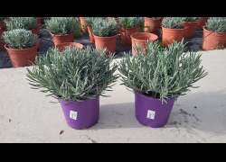 LAVANDULA GROSSO M.2,5 LT