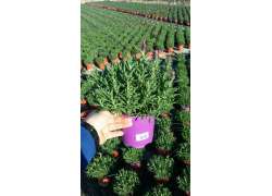 LAVANDULA STOECHAS C.14