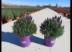 LAVANDULA STOECHAS 2,5 LT