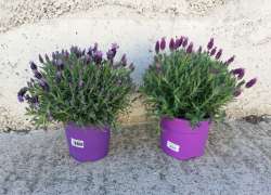 LAVANDULA STOECHAS 2,5 LT