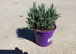 LAVANDULA OFFICINALIS C.14