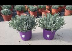 LAVANDULA OFFICINALIS 2,5 L
