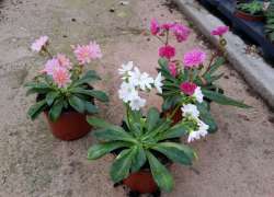 LEWISIA M.12