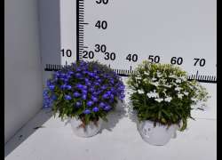 LOBELIA M.14