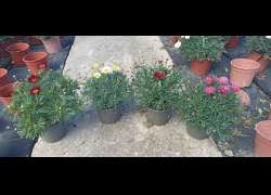 MARGARITA COLORES M.14