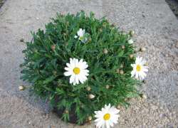 MARGARITA BLANCA M. 14