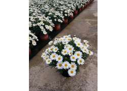 MARGARITA BLANCA M. 14