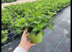 MENTHA M.14