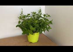 MENTHA MOJITO M.14