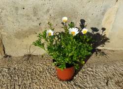 MARGARITA PALUDOSUM M.13